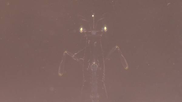 瀬戸内海 ”赤ちゃん”魚たちの生き抜く知恵を解き明かす！お魚界注目の鈴木香里武さんと