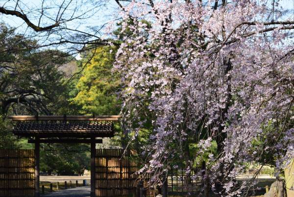 【速報！】六義園のしだれ桜が見ごろになりました！　≪文京区≫