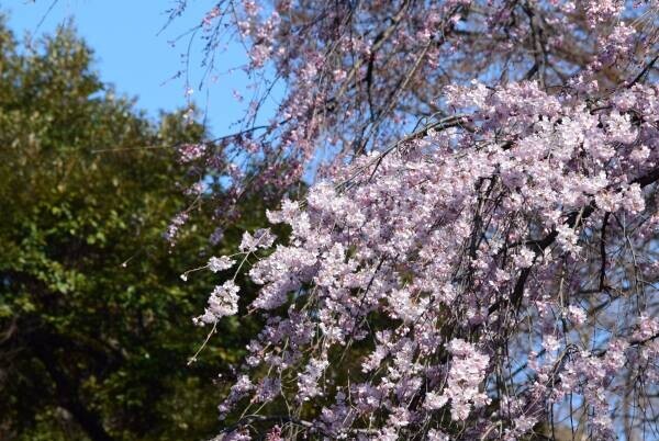 【速報！】六義園のしだれ桜が見ごろになりました！　≪文京区≫