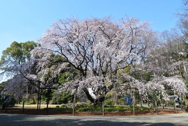 【速報！】六義園のしだれ桜が見ごろになりました！　≪文京区≫