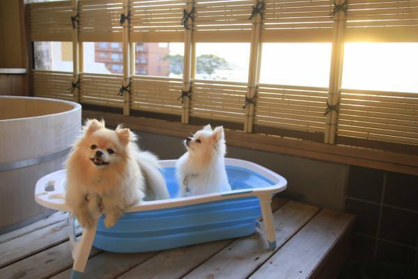 初めてのわんちゃん旅を応援！愛犬と泊まれる温泉旅館「ゆるり西伊豆」 5つの嬉しい特典付き新プラン販売開始