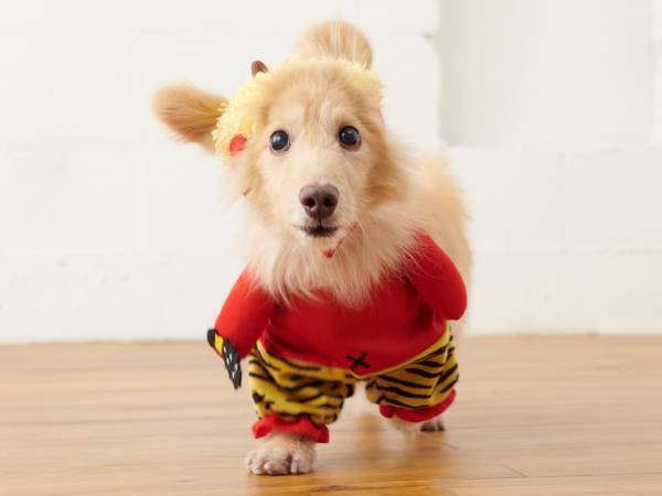 節分やひな祭り、桜など「春イベント」をサクッと手軽に楽しもう！季節を彩るデコレーションアイテムが勢ぞろい！