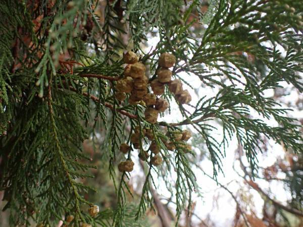 【12月9日（土）開催】平山城址公園『こども自然学習～樹木と森について知ろう～』