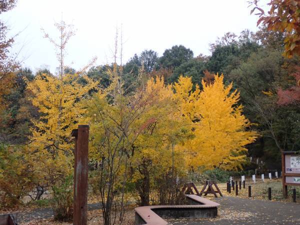 【12月9日（土）開催】平山城址公園『こども自然学習～樹木と森について知ろう～』