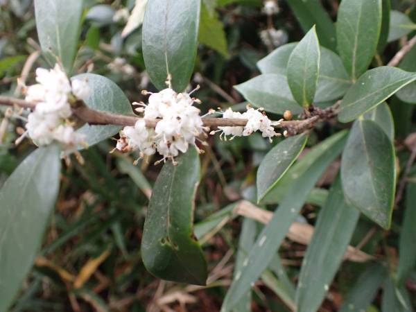 【12月9日（土）開催】平山城址公園『こども自然学習～樹木と森について知ろう～』