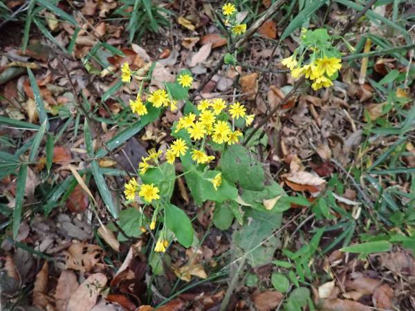 【12月9日（土）開催】平山城址公園『こども自然学習～樹木と森について知ろう～』