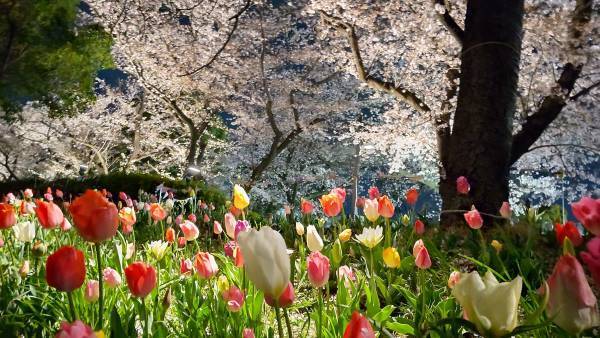 今春は舎人公園と浮間公園で同時開催！　桜とチューリップ、ネモフィラでカラフルに彩る「花と光のムーブメント」3/24～4/23開催