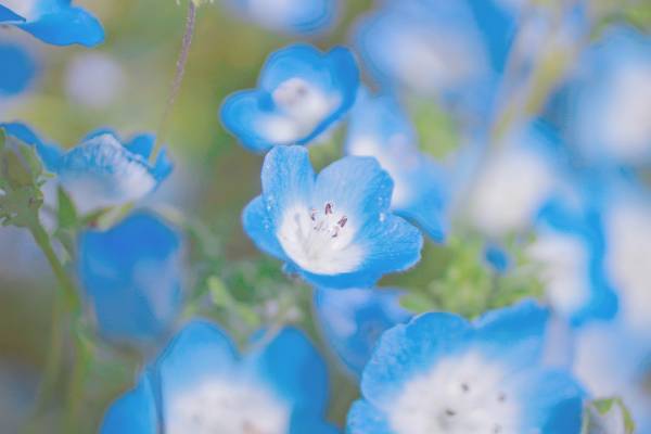今春は舎人公園と浮間公園で同時開催！　桜とチューリップ、ネモフィラでカラフルに彩る「花と光のムーブメント」3/24～4/23開催