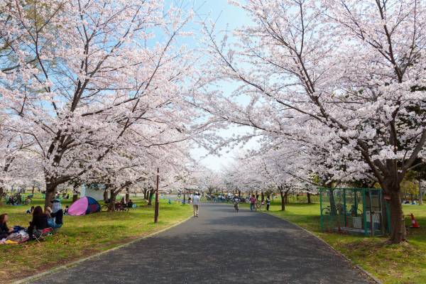 今春は舎人公園と浮間公園で同時開催！　桜とチューリップ、ネモフィラでカラフルに彩る「花と光のムーブメント」3/24～4/23開催