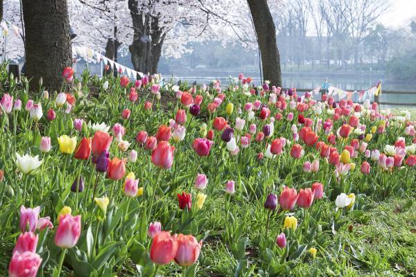 今春は舎人公園と浮間公園で同時開催！　桜とチューリップ、ネモフィラでカラフルに彩る「花と光のムーブメント」3/24～4/23開催