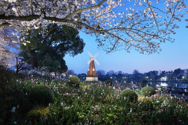 今春は舎人公園と浮間公園で同時開催！　桜とチューリップ、ネモフィラでカラフルに彩る「花と光のムーブメント」3/24～4/23開催