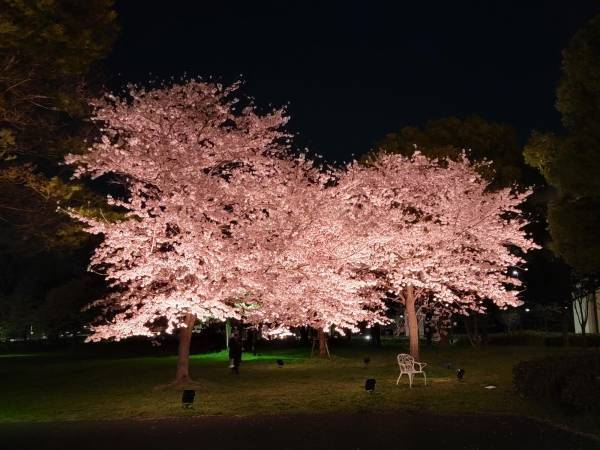 今春は舎人公園と浮間公園で同時開催！　桜とチューリップ、ネモフィラでカラフルに彩る「花と光のムーブメント」3/24～4/23開催