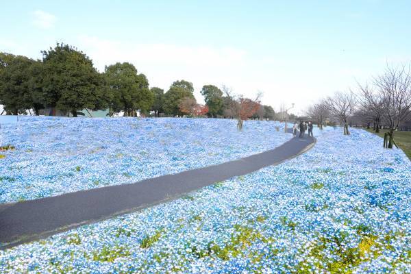 今春は舎人公園と浮間公園で同時開催！　桜とチューリップ、ネモフィラでカラフルに彩る「花と光のムーブメント」3/24～4/23開催