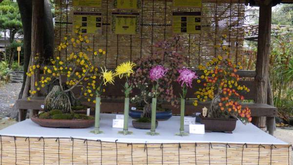 【11/23まで開催中】向島百花園『菊が彩る江戸花屋敷』