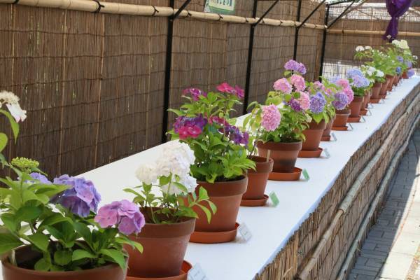 【神代植物公園】特別企画展「薫風に香る江戸の華～はなしょうぶ」を開催します！