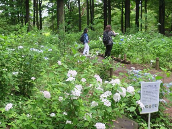 【神代植物公園】特別企画展「薫風に香る江戸の華～はなしょうぶ」を開催します！