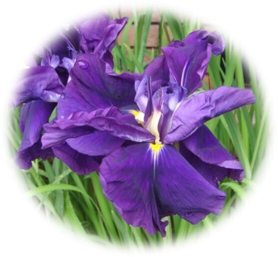 【神代植物公園】特別企画展「薫風に香る江戸の華～はなしょうぶ」を開催します！