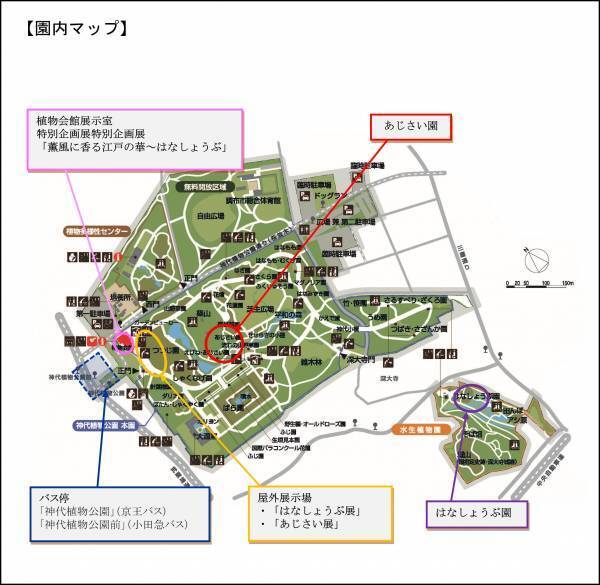 【神代植物公園】特別企画展「薫風に香る江戸の華～はなしょうぶ」を開催します！