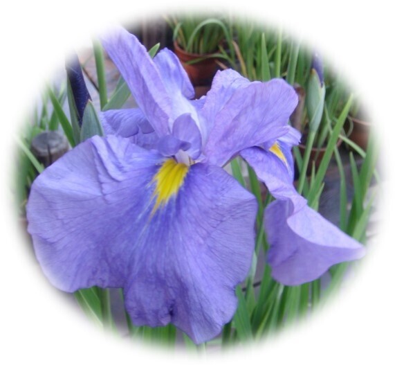 【神代植物公園】特別企画展「薫風に香る江戸の華～はなしょうぶ」を開催します！