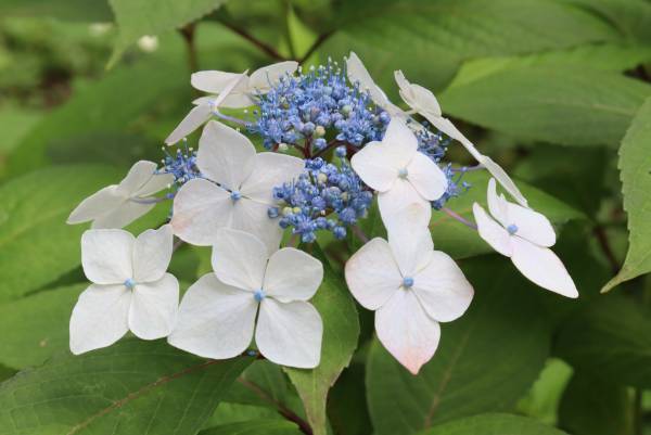 【神代植物公園】特別企画展「薫風に香る江戸の華～はなしょうぶ」を開催します！