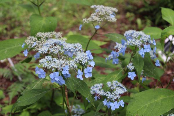 【神代植物公園】特別企画展「薫風に香る江戸の華～はなしょうぶ」を開催します！