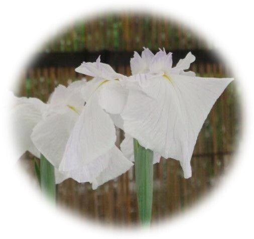 【神代植物公園】特別企画展「薫風に香る江戸の華～はなしょうぶ」を開催します！