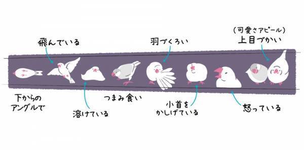 パリミキだけでしか買えない、インコの足跡付きメガネ 「とりめがね」 第三弾を 2023年5月1日（月）に発売いたします