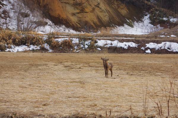【北海道　東川町】東川町の体験型カタログギフト「ここのこと。ひがしかわ」第2弾を発売！