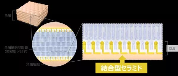 セラミド研究会学術集会で北海道大学と共同発表「乾燥肌と関わりの深い「結合型セラミド」の新たな可能性を発見」