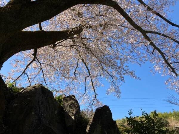 【福島県いわき市】これからが見頃 いわきの桜特集2023　～後編～