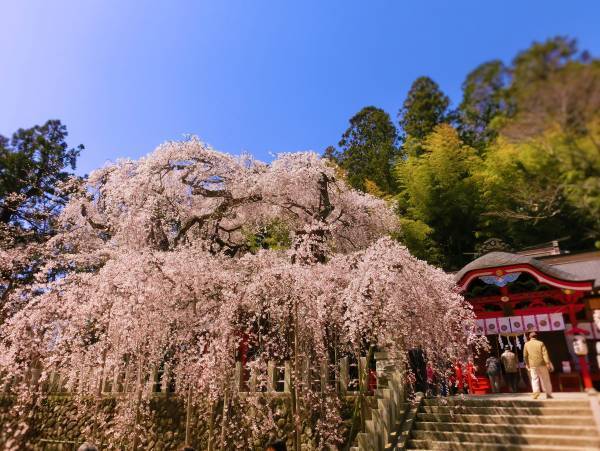 【福島県いわき市】これからが見頃 いわきの桜特集2023　～後編～