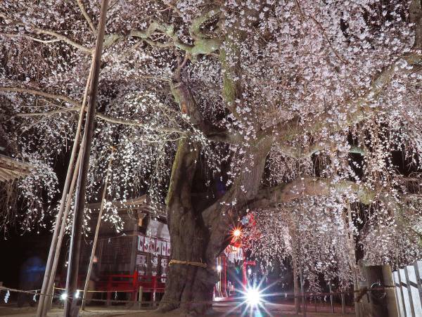 【福島県いわき市】これからが見頃 いわきの桜特集2023　～後編～