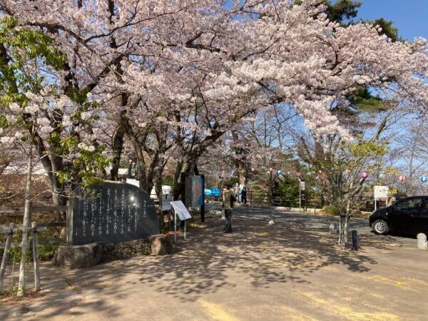 【福島県いわき市】これからが見頃 いわきの桜特集2023　～後編～