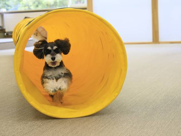 わんちゃん専用バスで雪遊びに出かけよう！ 「ゆとりろ蓼科ホテルwith DOGS」が愛犬と行くバスツアー宿泊施設として初参画