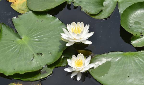 小石川後楽園「スイレンが見ごろ入り！」