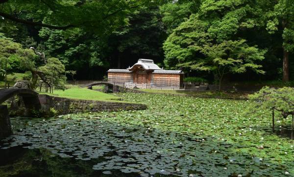 小石川後楽園「スイレンが見ごろ入り！」