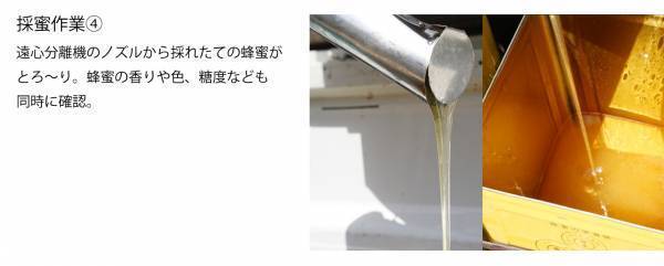 2023年最初のはちみつを“採れたて6日”で新発売 ハニーハンターが直接買い付けた「新蜜」 フレッシュなローハニー（生蜂蜜）で食べてみて