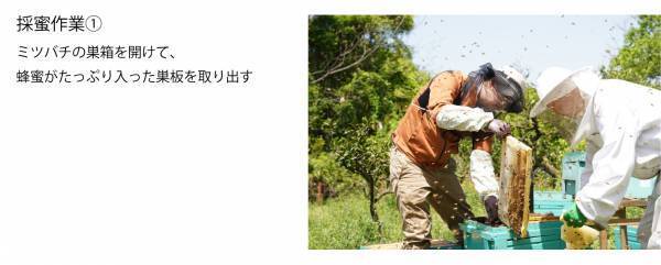 2023年最初のはちみつを“採れたて6日”で新発売 ハニーハンターが直接買い付けた「新蜜」 フレッシュなローハニー（生蜂蜜）で食べてみて