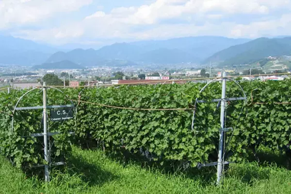 【リゾナーレ八ヶ岳】丸藤葡萄酒のワインに合わせた一夜限りのディナーを堪能するイベント「ルバイヤート　メーカーズディナー in リゾナーレ八ヶ岳 OTTO SETTE」開催｜2023年6月11日～1泊2日