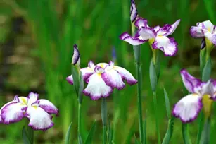 清澄庭園「花菖蒲と遊ぶ」５月27日（土）～６月11日（日）開催！