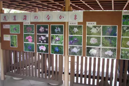 清澄庭園「花菖蒲と遊ぶ」５月27日（土）～６月11日（日）開催！