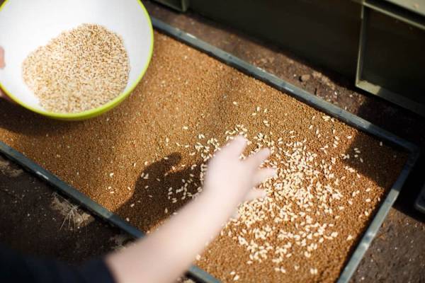 【リゾナーレ那須】種まきから精米までお米づくりの1年を体験「お米の学校」実施 ～田んぼの畔で羽釜炊きごはんを堪能～｜期間：2023年4月9日～10月29