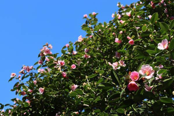 【明日からスタート！】神代植物公園「椿ウィーク」のお知らせ〈３月11日（土）～３月19日（日）〉