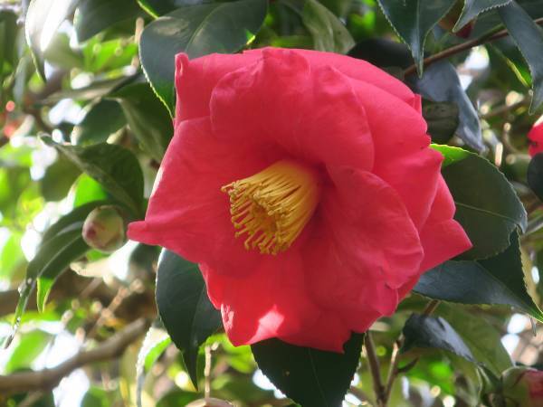 【明日からスタート！】神代植物公園「椿ウィーク」のお知らせ〈３月11日（土）～３月19日（日）〉