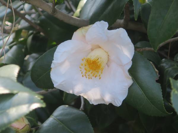 【明日からスタート！】神代植物公園「椿ウィーク」のお知らせ〈３月11日（土）～３月19日（日）〉