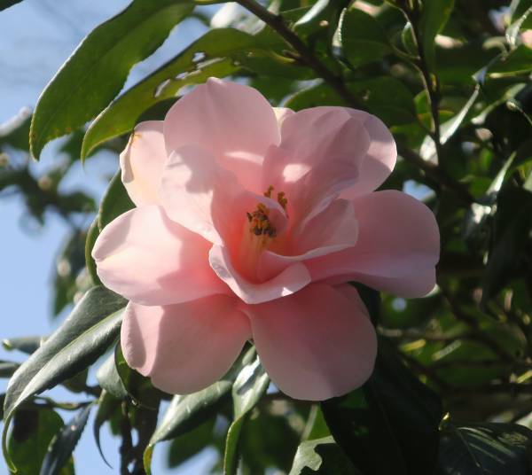 【明日からスタート！】神代植物公園「椿ウィーク」のお知らせ〈３月11日（土）～３月19日（日）〉