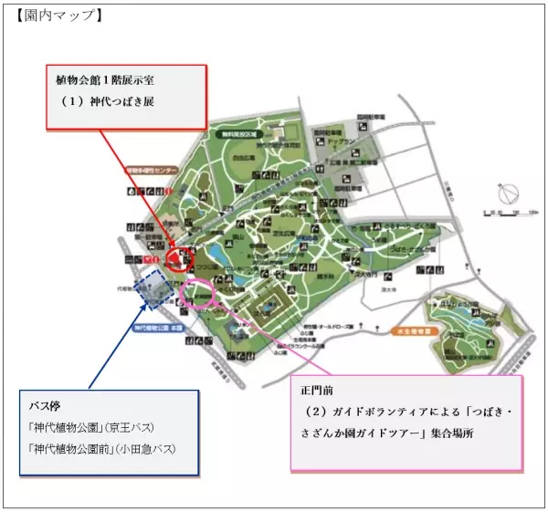 【明日からスタート！】神代植物公園「椿ウィーク」のお知らせ〈３月11日（土）～３月19日（日）〉