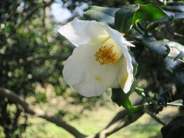 【明日からスタート！】神代植物公園「椿ウィーク」のお知らせ〈３月11日（土）～３月19日（日）〉