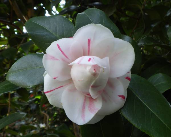 【明日からスタート！】神代植物公園「椿ウィーク」のお知らせ〈３月11日（土）～３月19日（日）〉