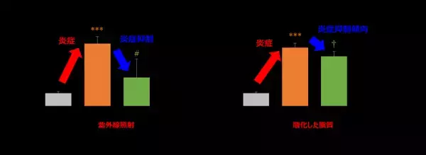 毛髪の成長に欠かせない栄養成分「パントテン酸」が 外部刺激による毛髪の成長阻害を改善する可能性